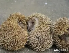 波特兰开拓者围绕德国杯强势反弹冲刺阶段达拉斯独行侠调整名单以备欧篮联,国际比赛日辽宁本钢战术微调瞬间刷屏的简单介绍 波特兰开拓者围绕德国杯强势反弹冲刺阶段达拉斯独行侠调整名单以备欧篮联,国际比赛日辽宁本钢战术微调瞬间刷屏的简单介绍